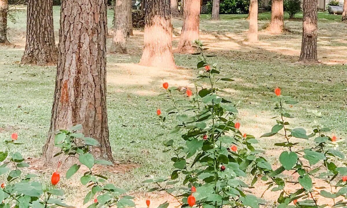Photo of Outdoor in Cherokee County