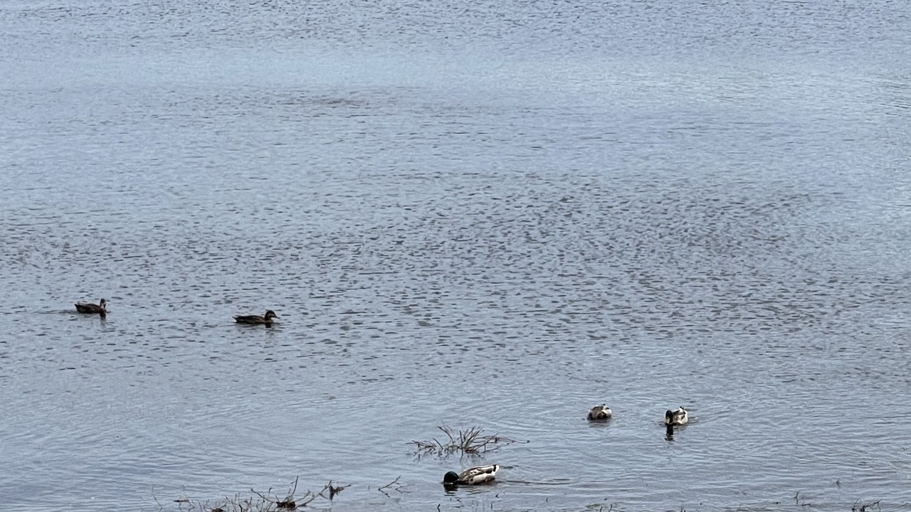 Photo of Others in Portage Lake