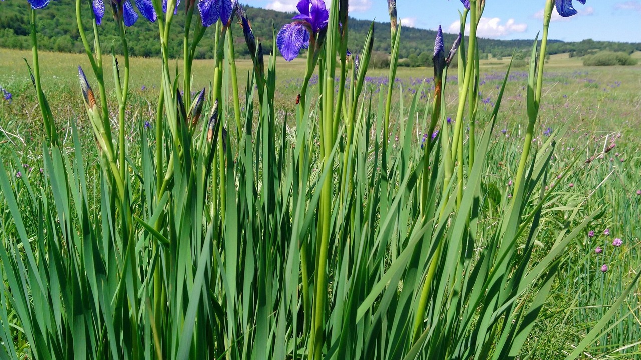 Photo of Outdoor in Brenod