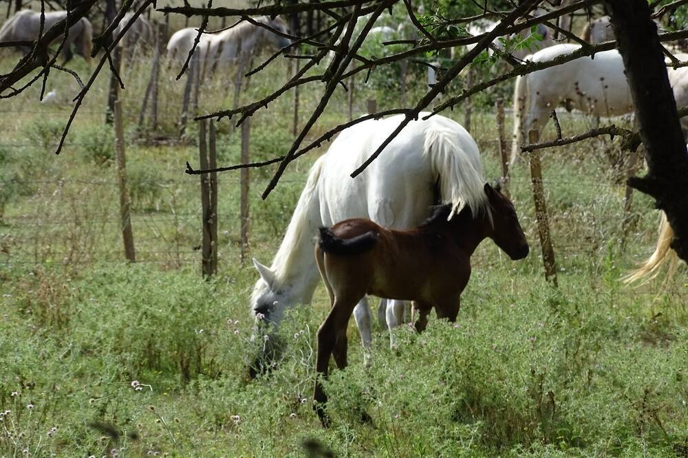 Photo of Outdoor in Le Cailar