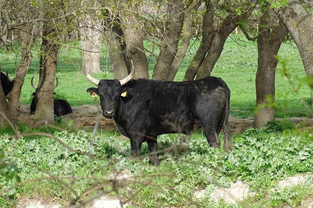 Photo of Outdoor in Le Cailar