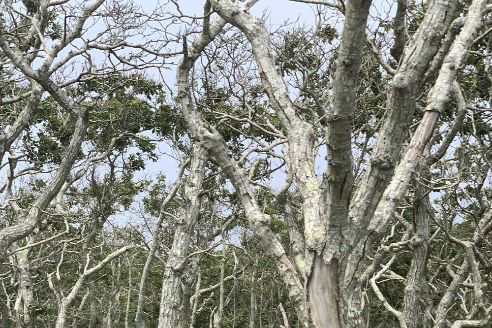 Photo of Others in Edgartown