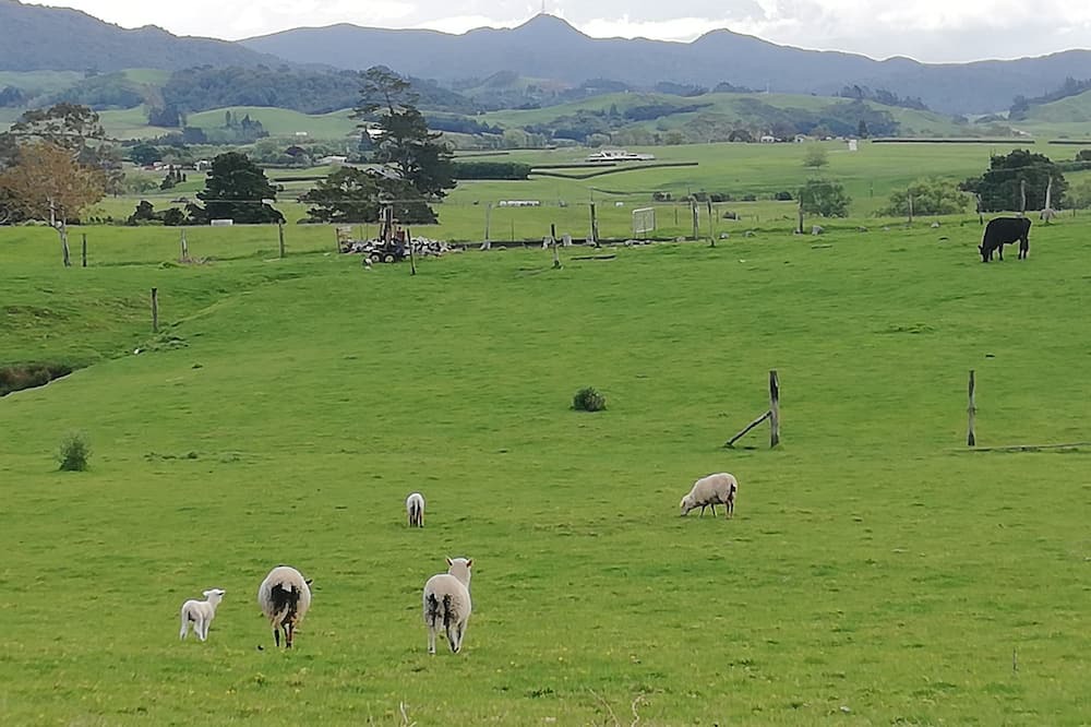 Photo of Others in Waihi