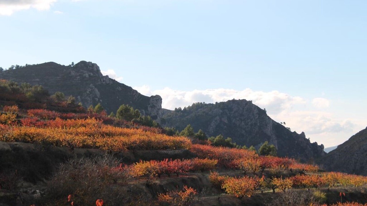 Photo of Others in Benissili