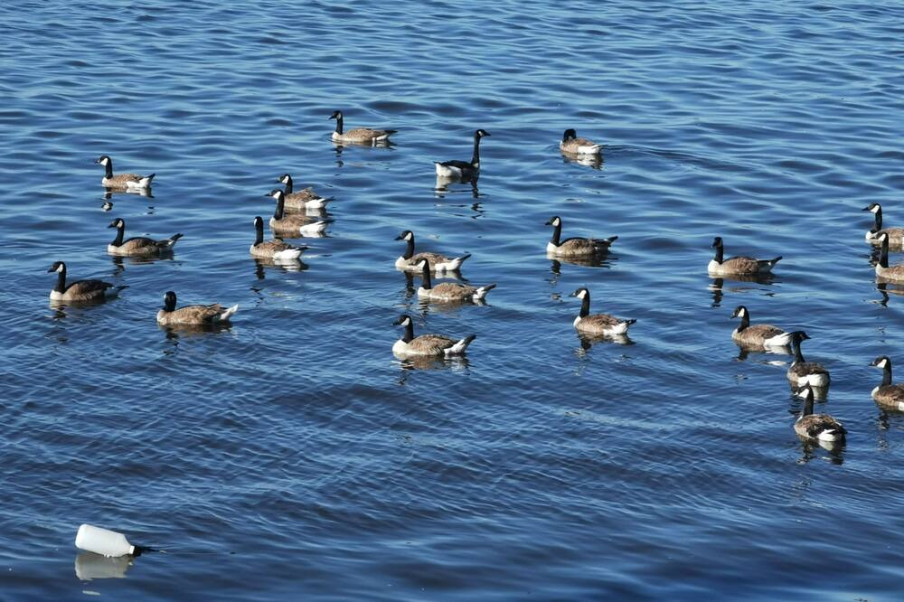 Photo of Others in Pincourt