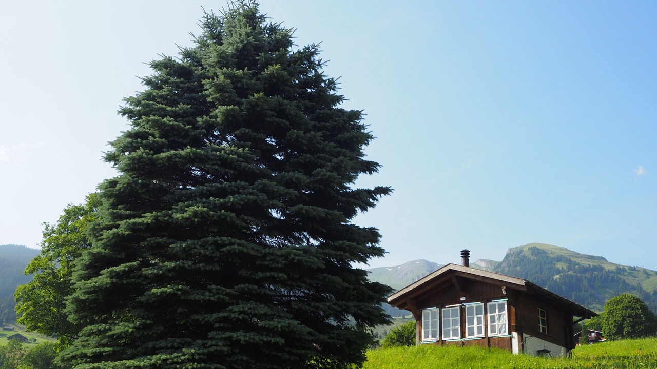 Photo of Outdoor in Grindelwald