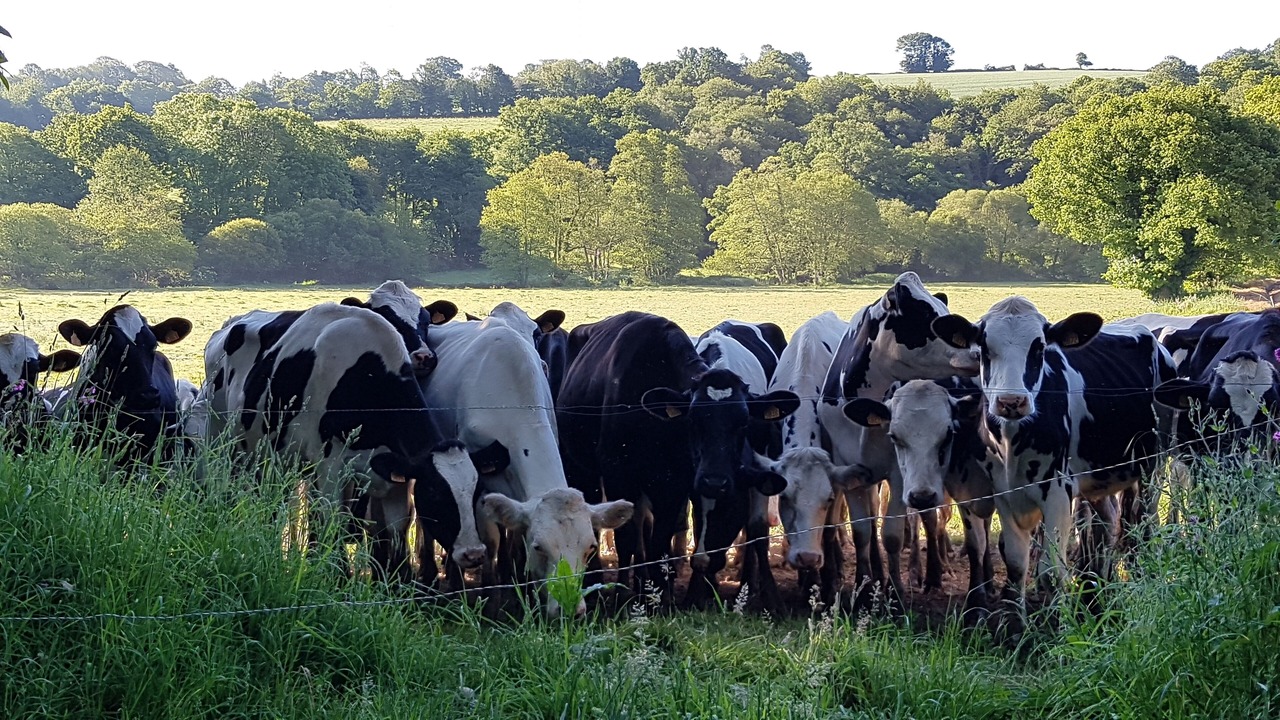 Photo of Outdoor in Elliant