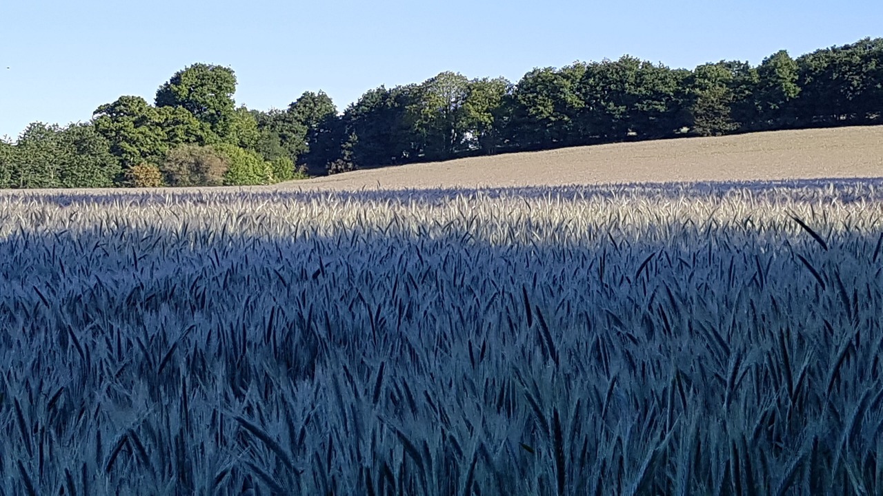 Photo of Others in Elliant