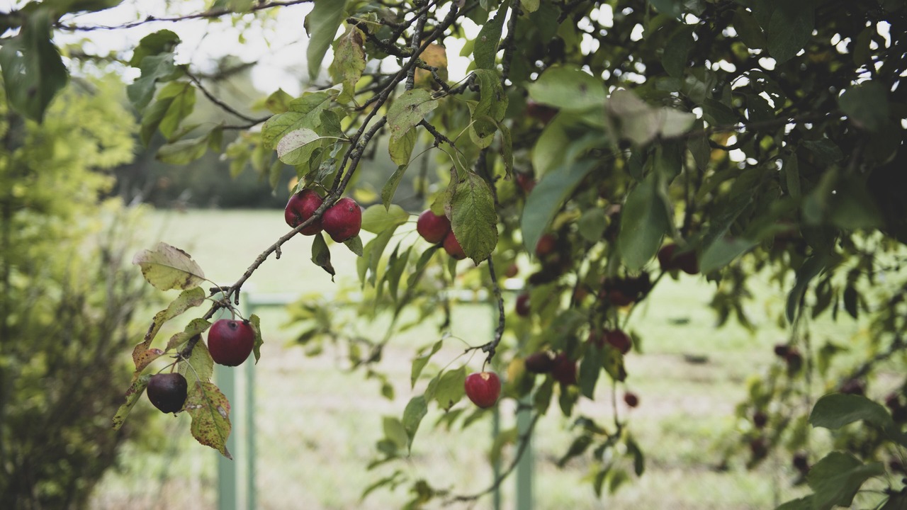 Photo of Outdoor in Les Molieres