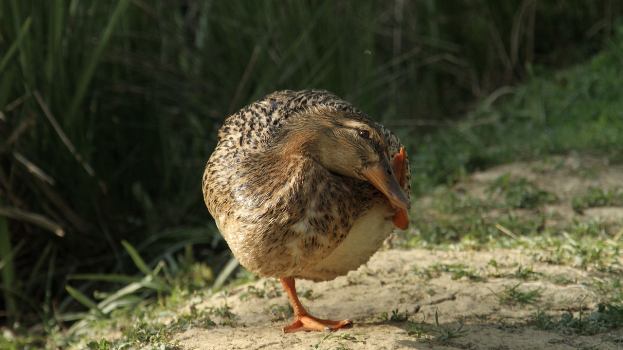 Photo of Others in Saint Usuge