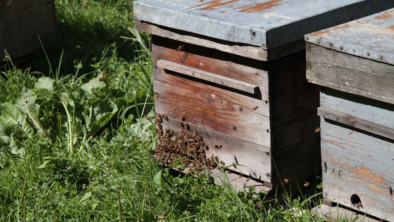 Photo of Outdoor in Saint Usuge