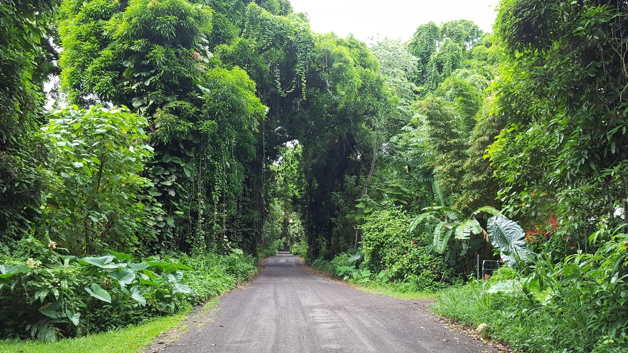 Photo of Others in Kapoho