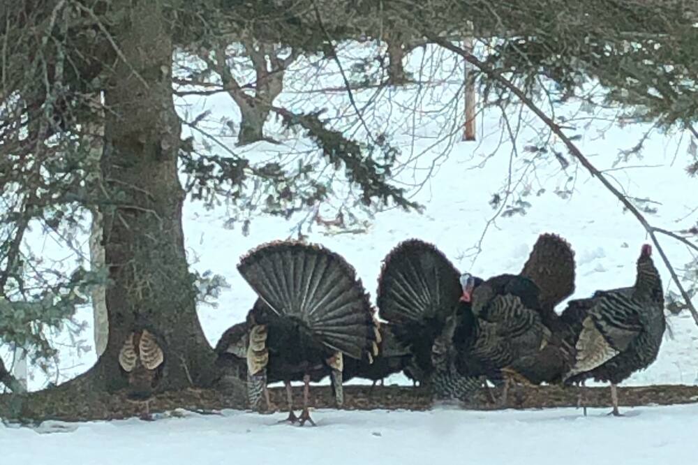 Photo of Others in Willsboro