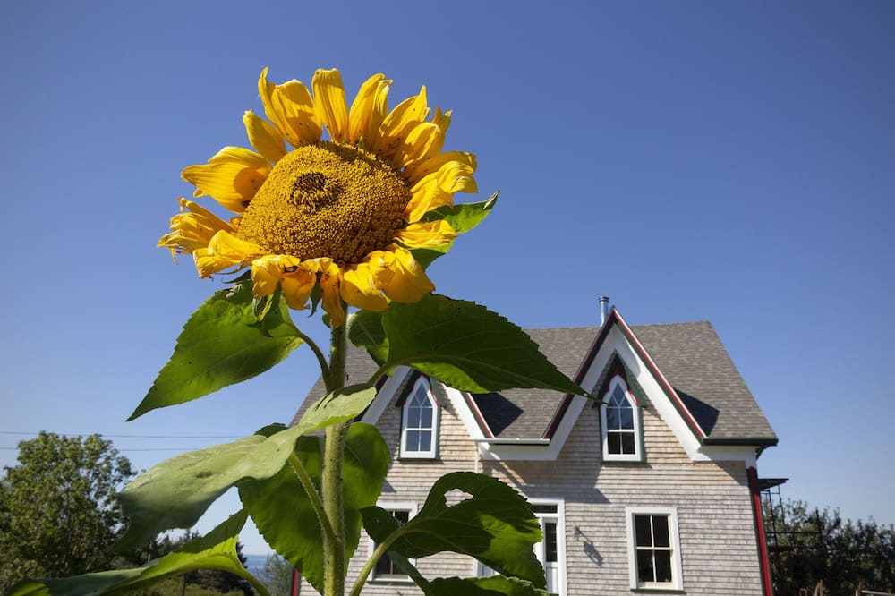 Photo of Outdoor in Indian Harbour