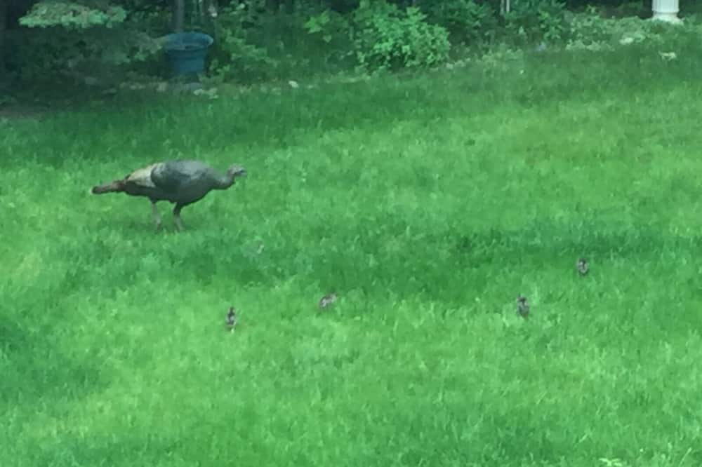 Photo of Outdoor in Somers