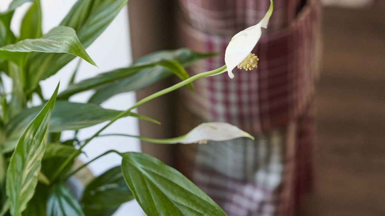 Photo of Others in Natland