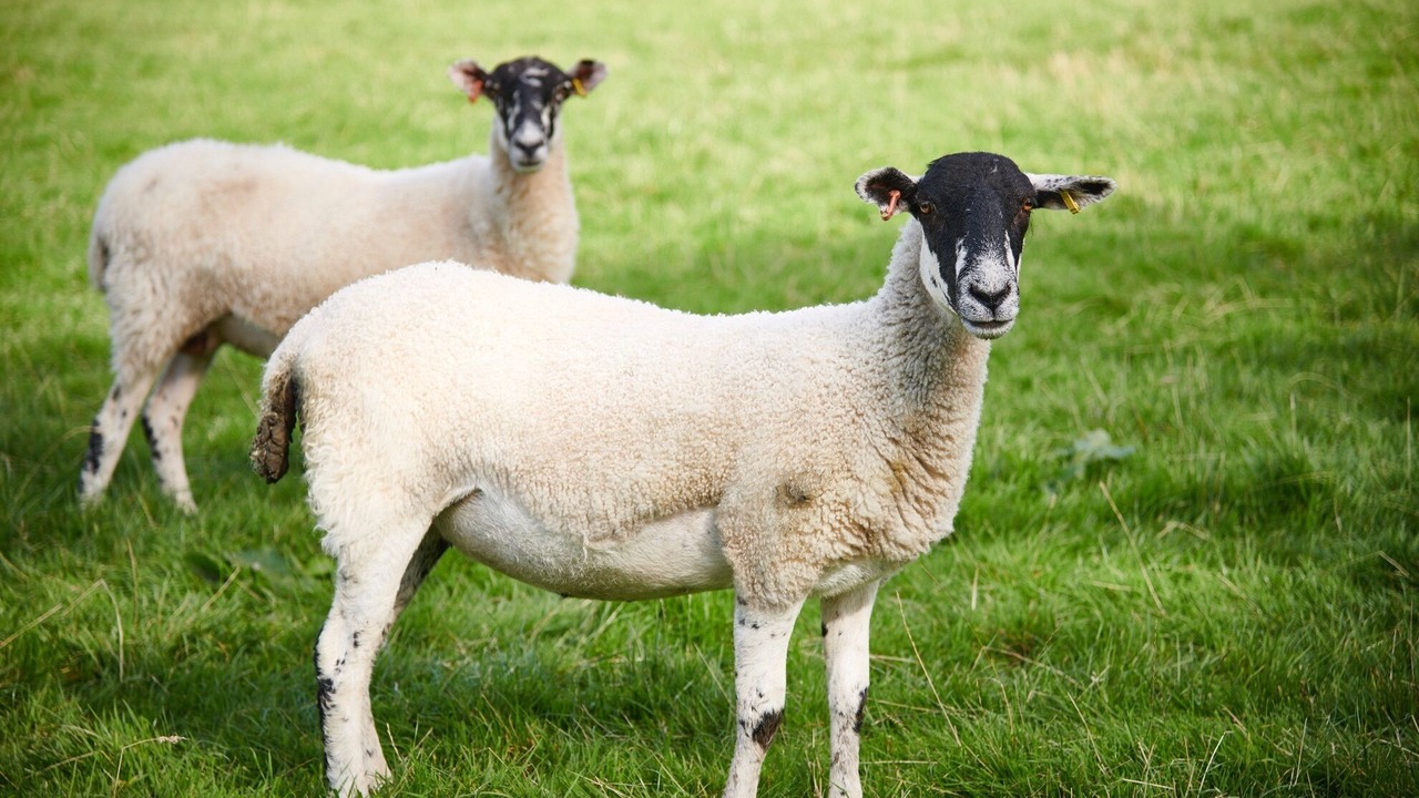 Photo of Others in Natland