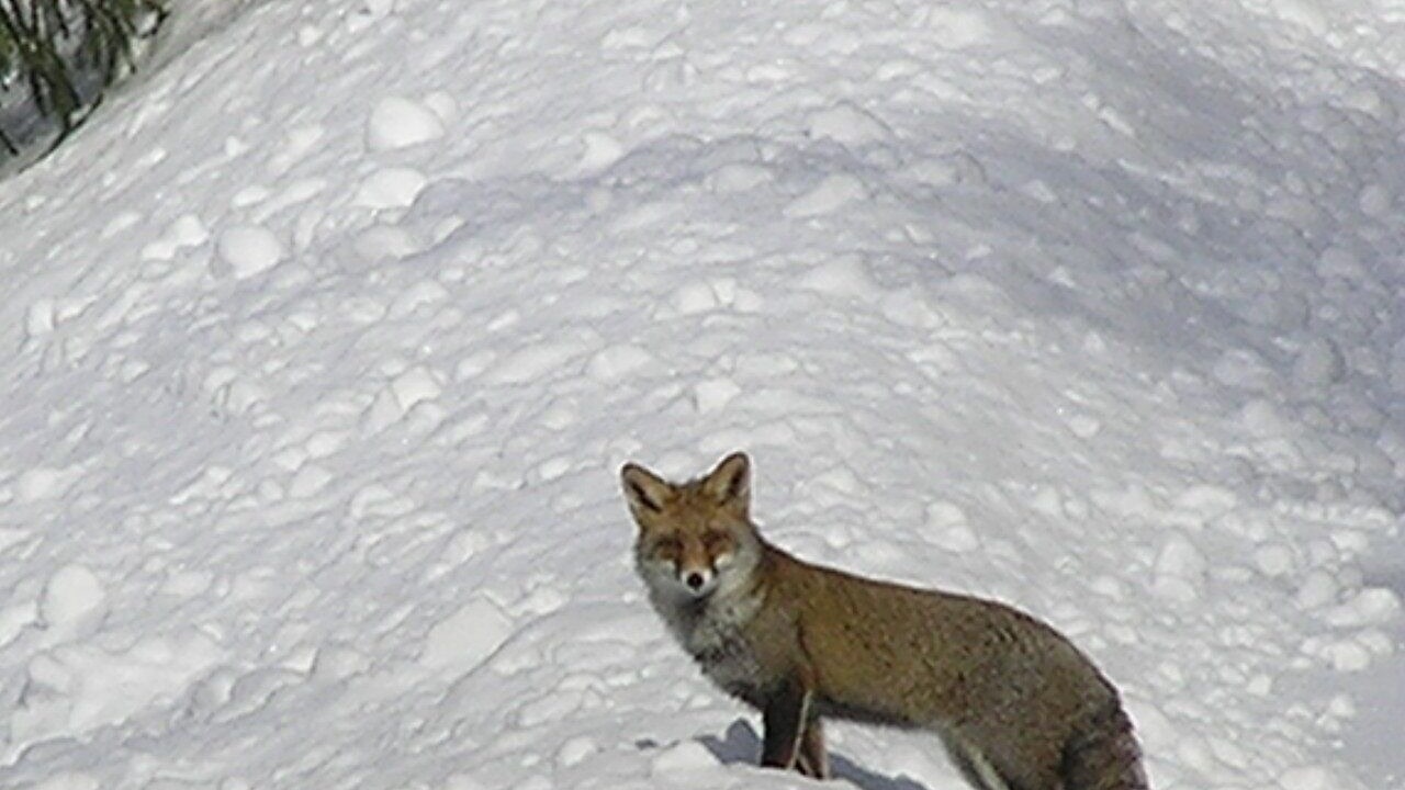 Photo of Others in Sembadel