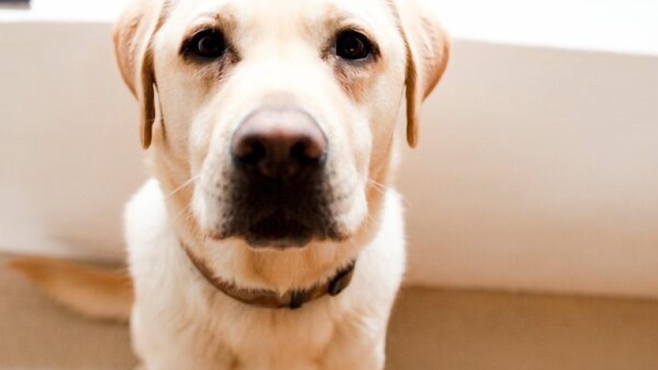 Photo of Others in Probus