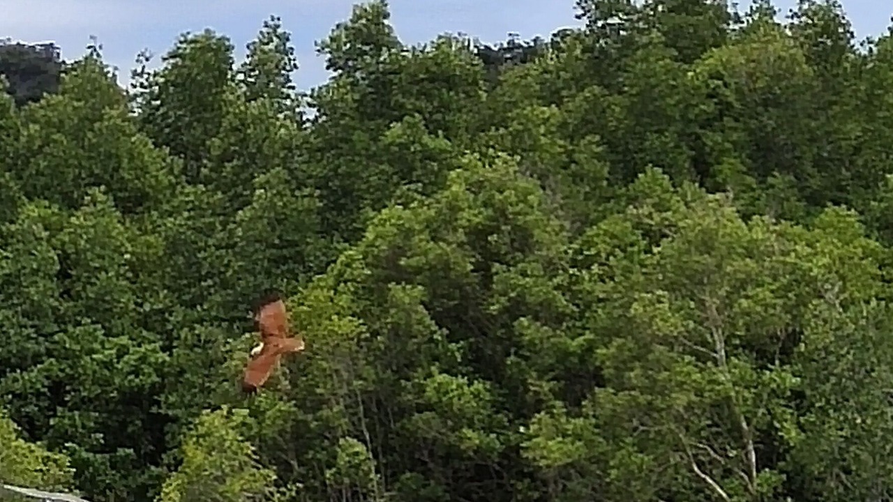 Photo of Others in Kuala Teriang