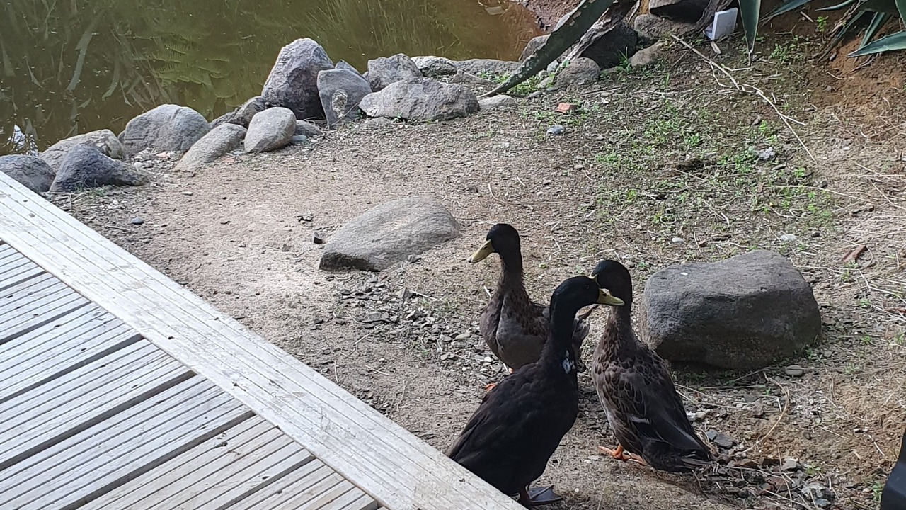 Photo of Others in Ngahinapouri