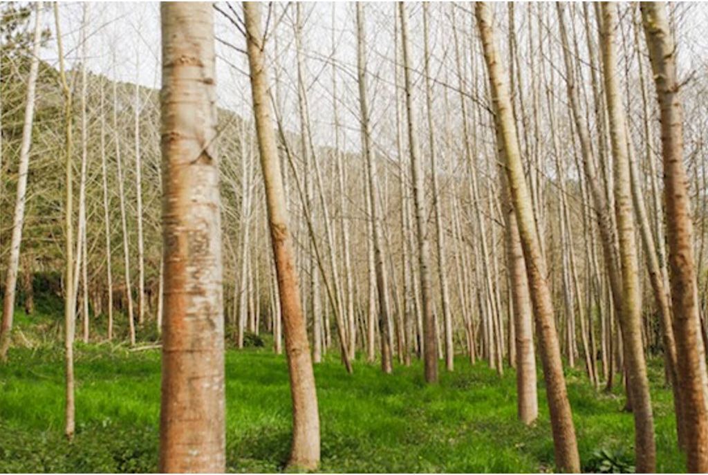 Photo of Outdoor in Arbucies