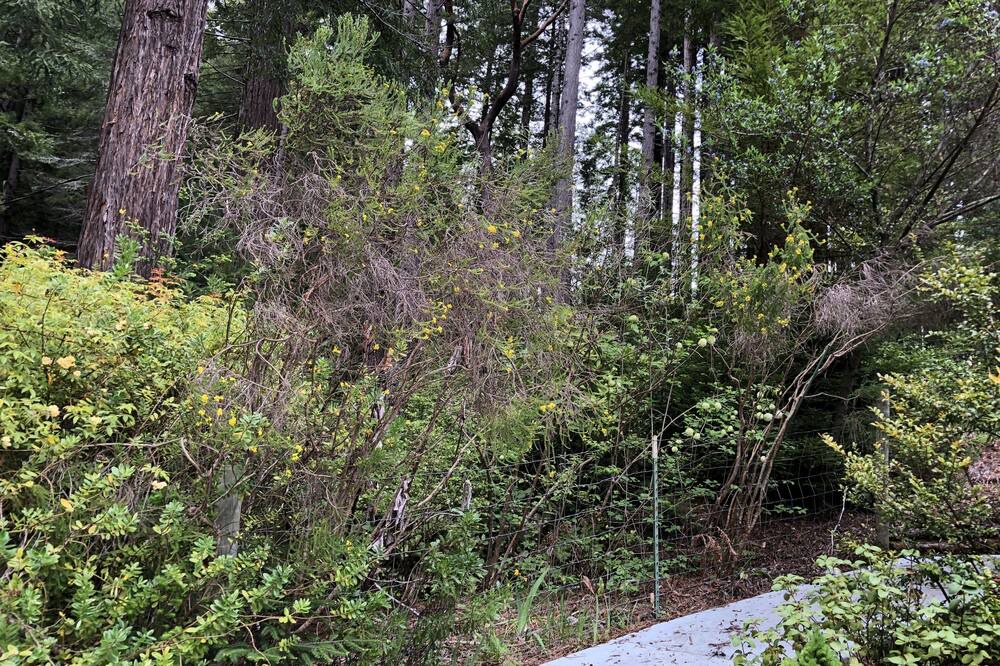 Photo of Outdoor in Fieldbrook