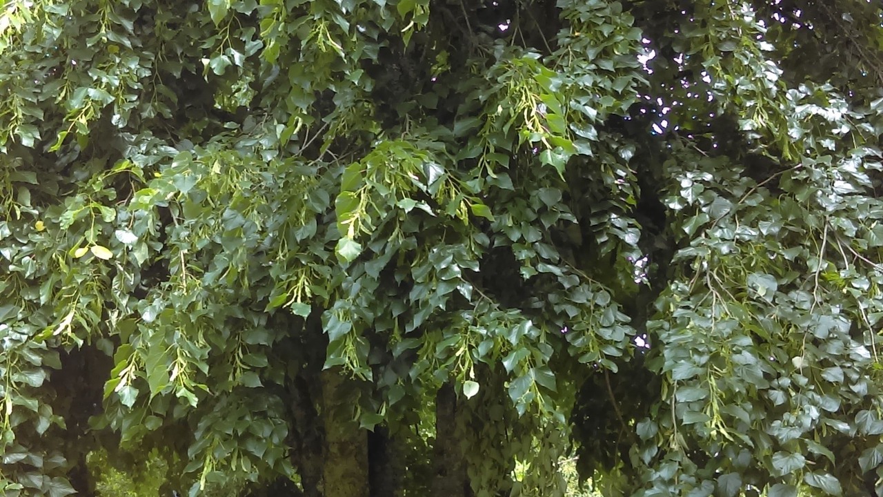 Photo of Outdoor in Douville