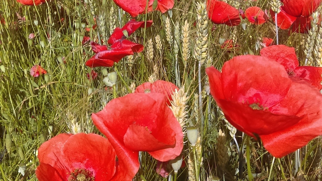 Photo of Outdoor in Douville