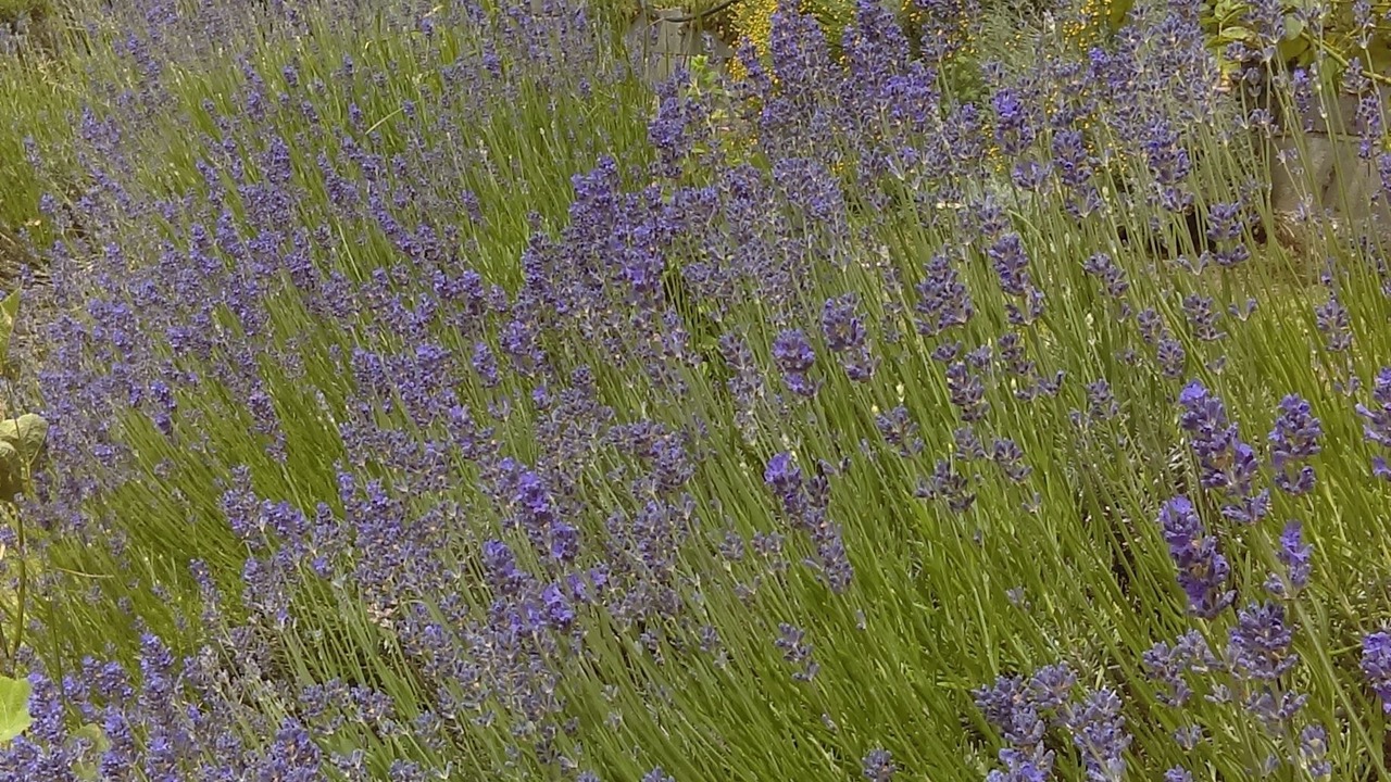 Photo of Outdoor in Douville