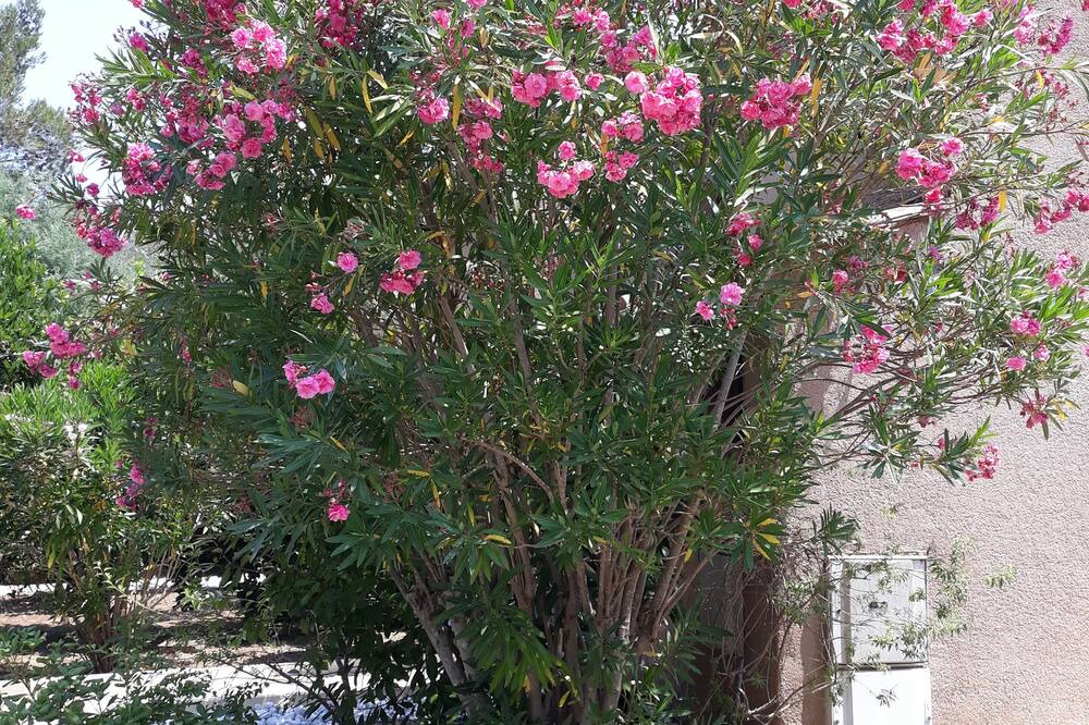 Photo of Outdoor in La Croix-Valmer