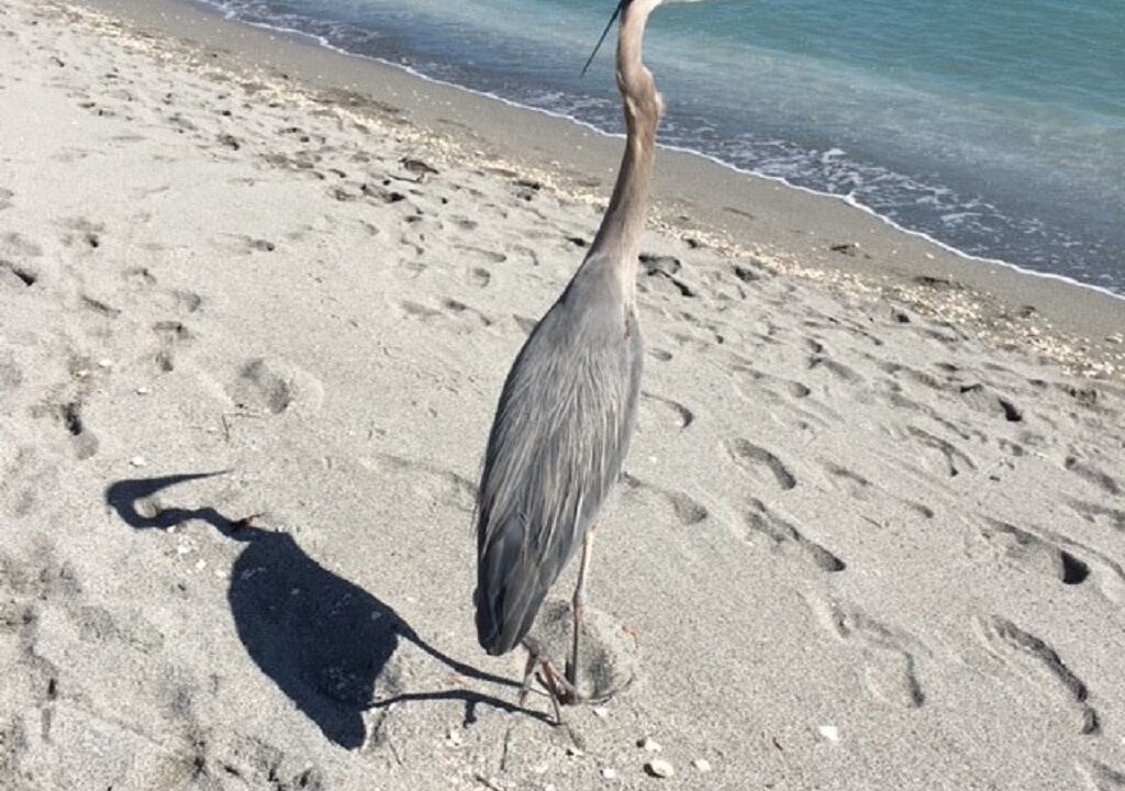 Photo of Others in Golden Beach
