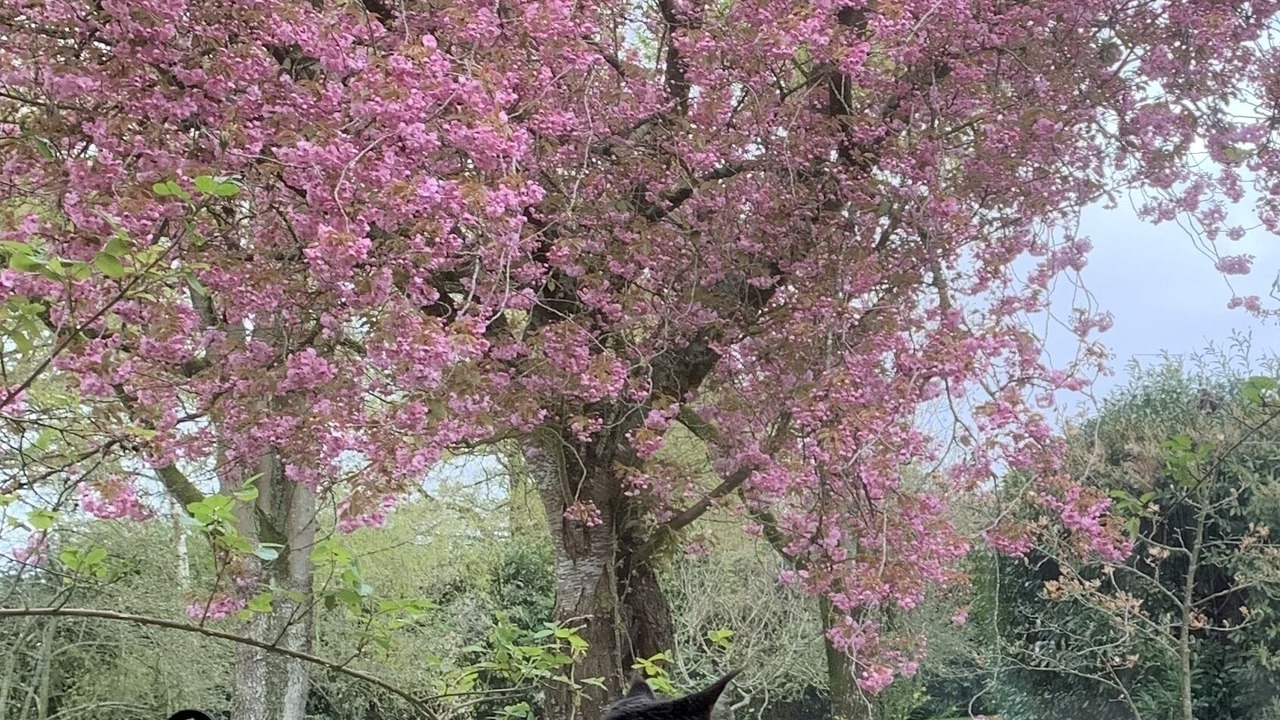 Photo of Outdoor in La Guerche-de-Bretagne