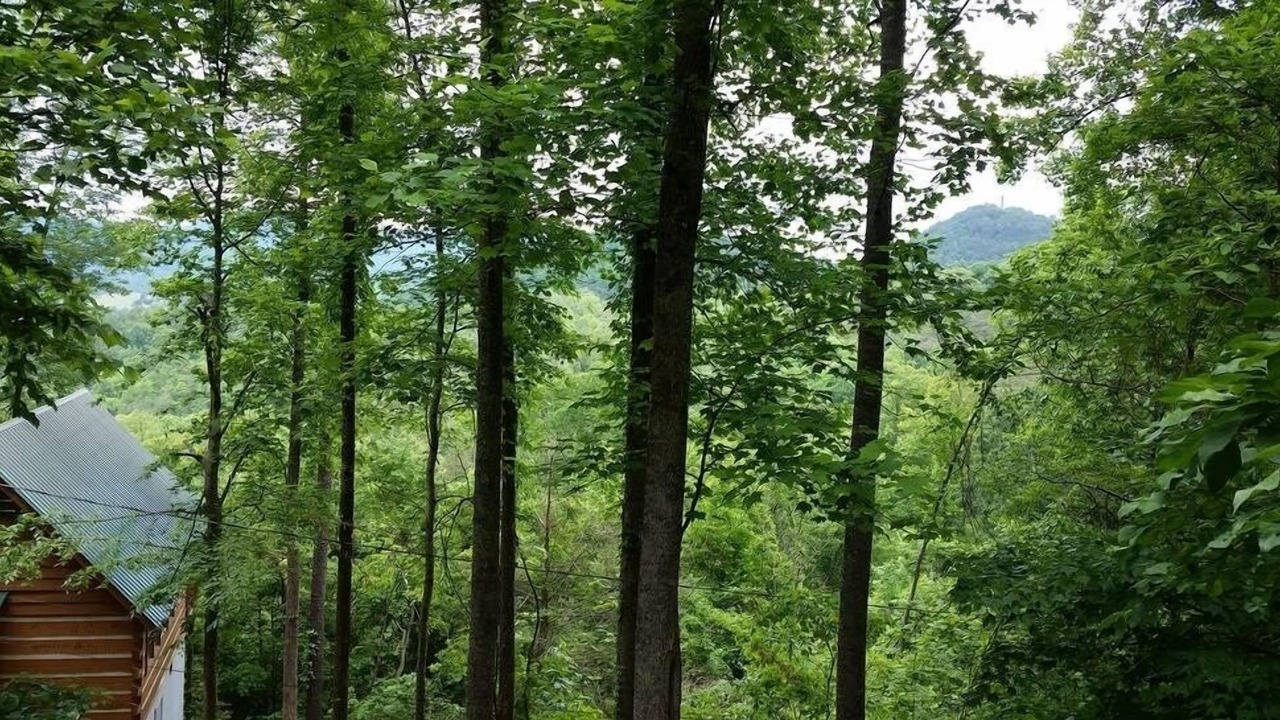 Photo of Outdoor in Townsend