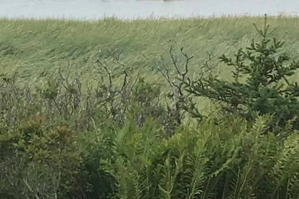 Photo of Others in Pubnico