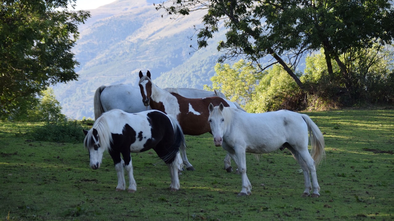 Photo of Others in Vilallonga de Ter