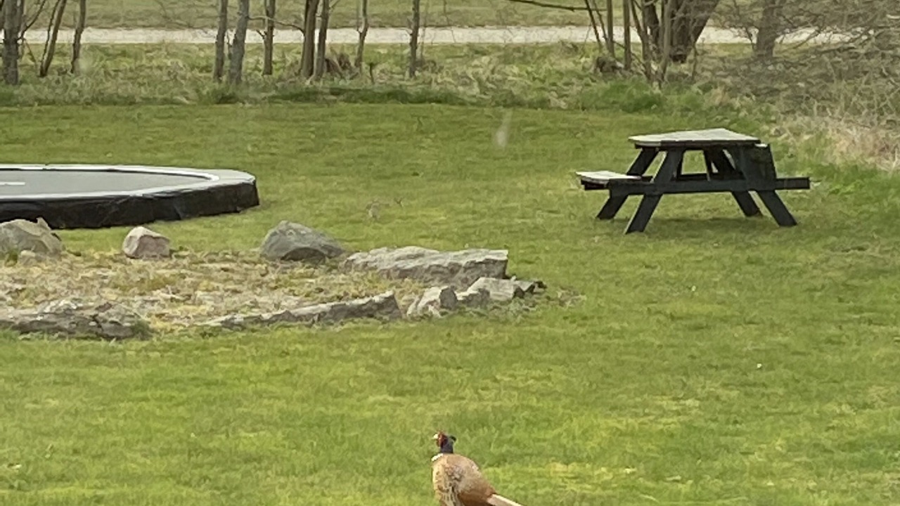 Photo of Outdoor in Blokhus