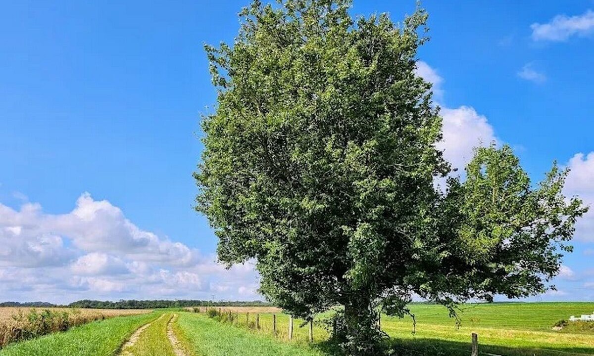 Photo of Outdoor in Remoncourt