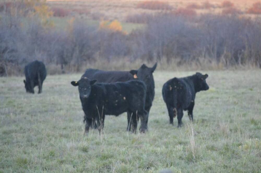 Photo of Outdoor in Tamarack