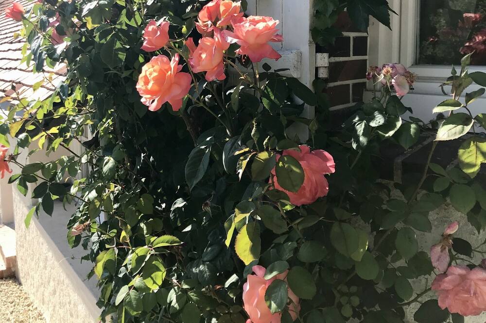 Photo of Outdoor in Saint-Martin-de-Nigelles