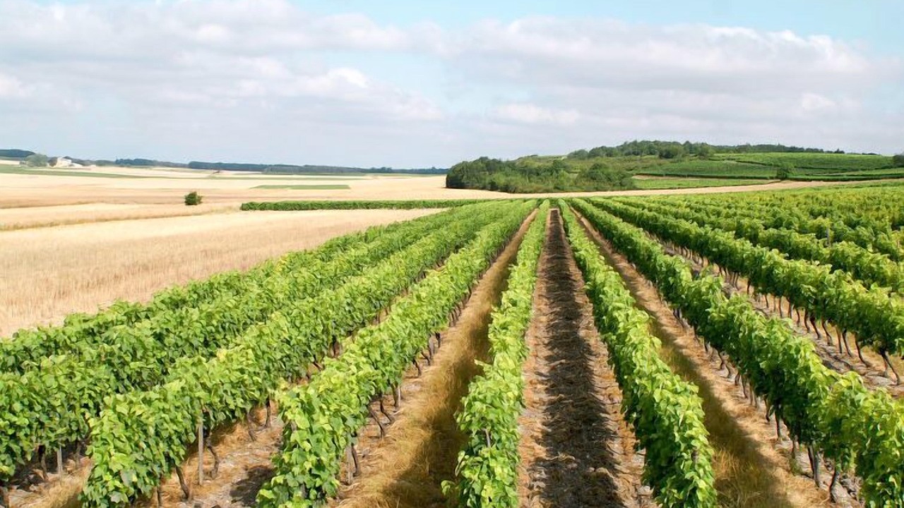 Photo of Outdoor in Jonzac