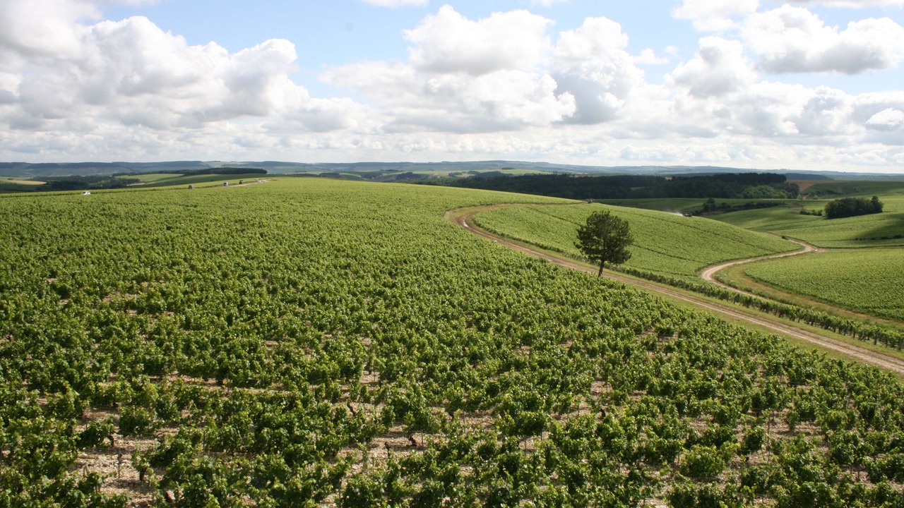 Photo of Others in Chablis