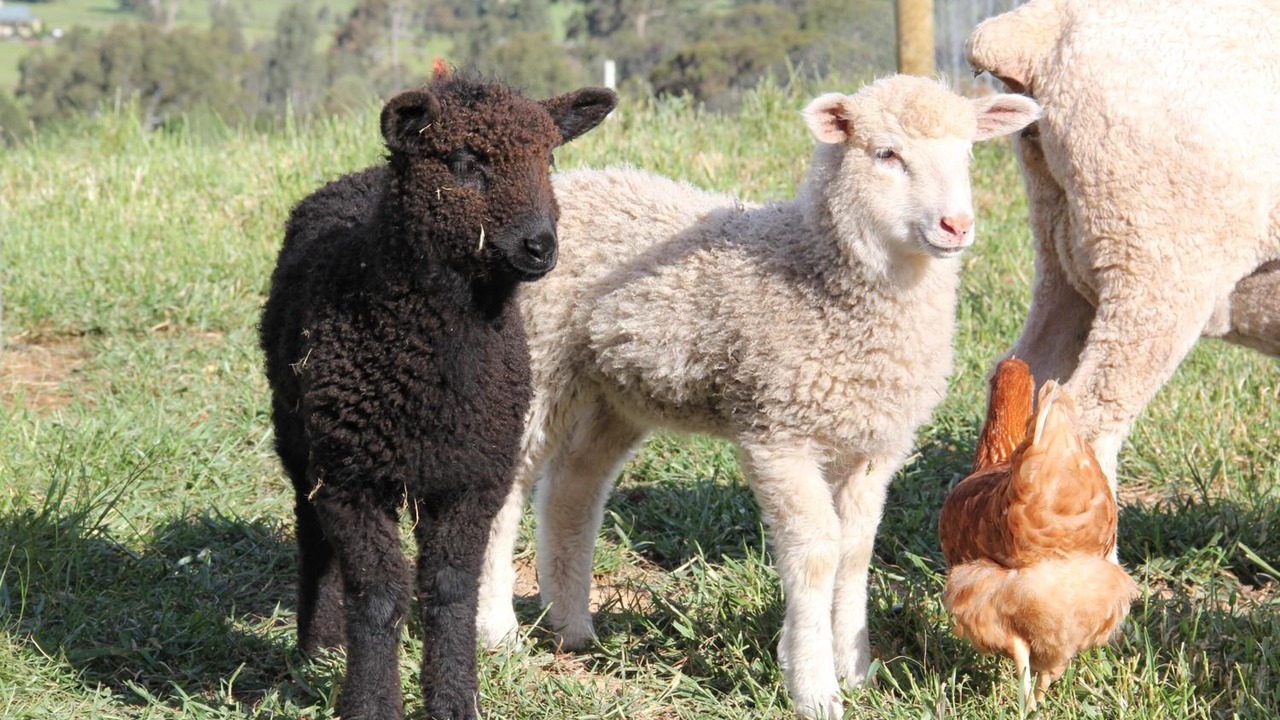 Photo of Outdoor in Acheron