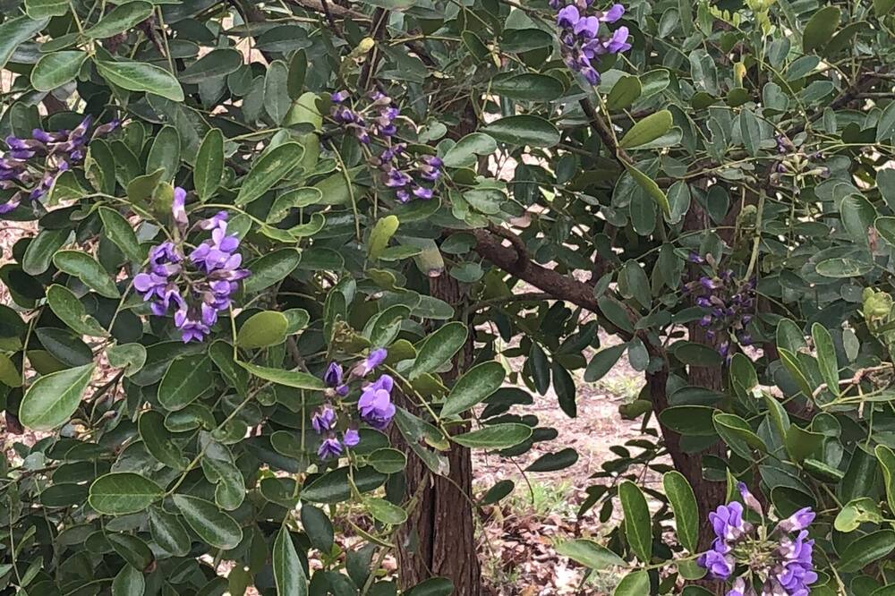 Photo of Outdoor in Boerne