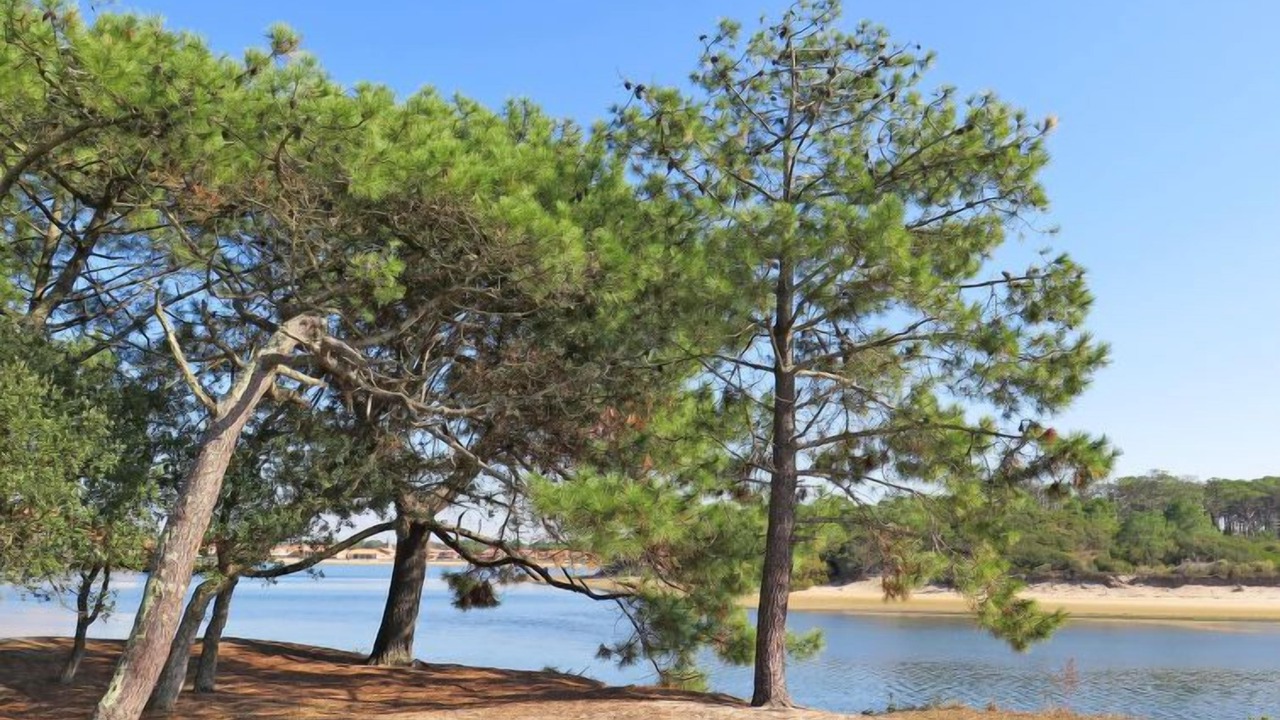 Photo of Others in Vieux-Boucau-les-Bains