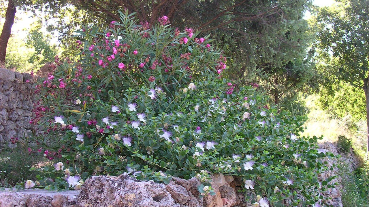 Photo of Outdoor in Lorgues