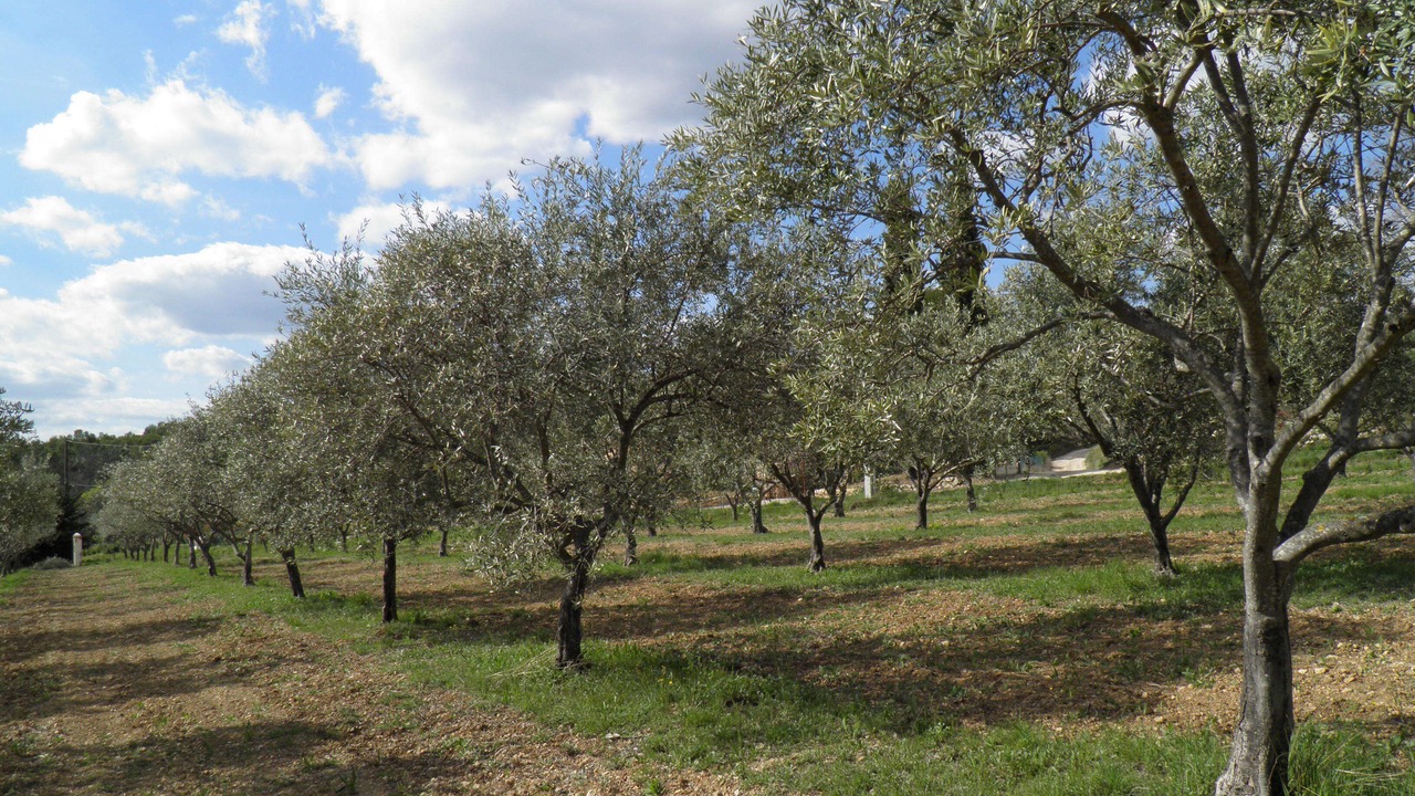 Photo of Outdoor in Lorgues