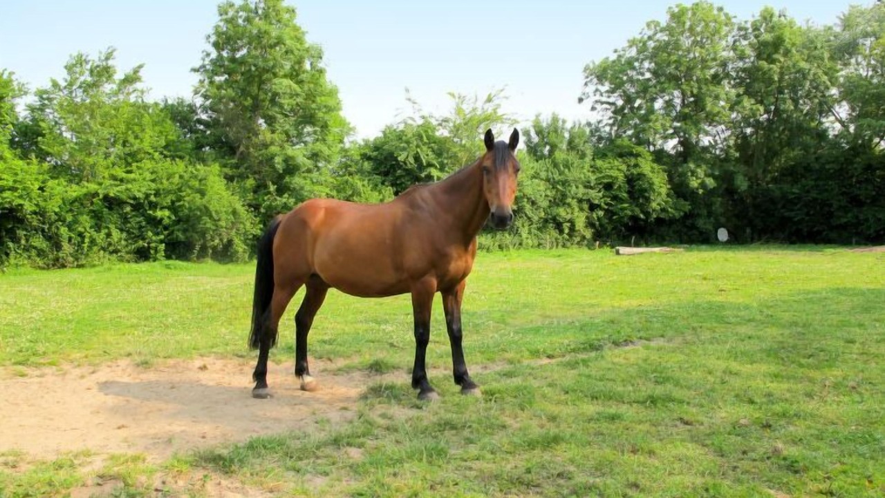 Photo of Outdoor in Sainte-Marie-du-Mont