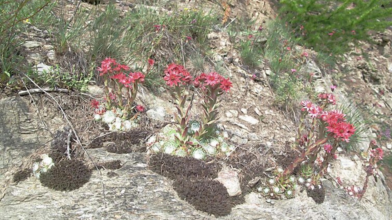 Photo of Outdoor in Staldenried  Gspon