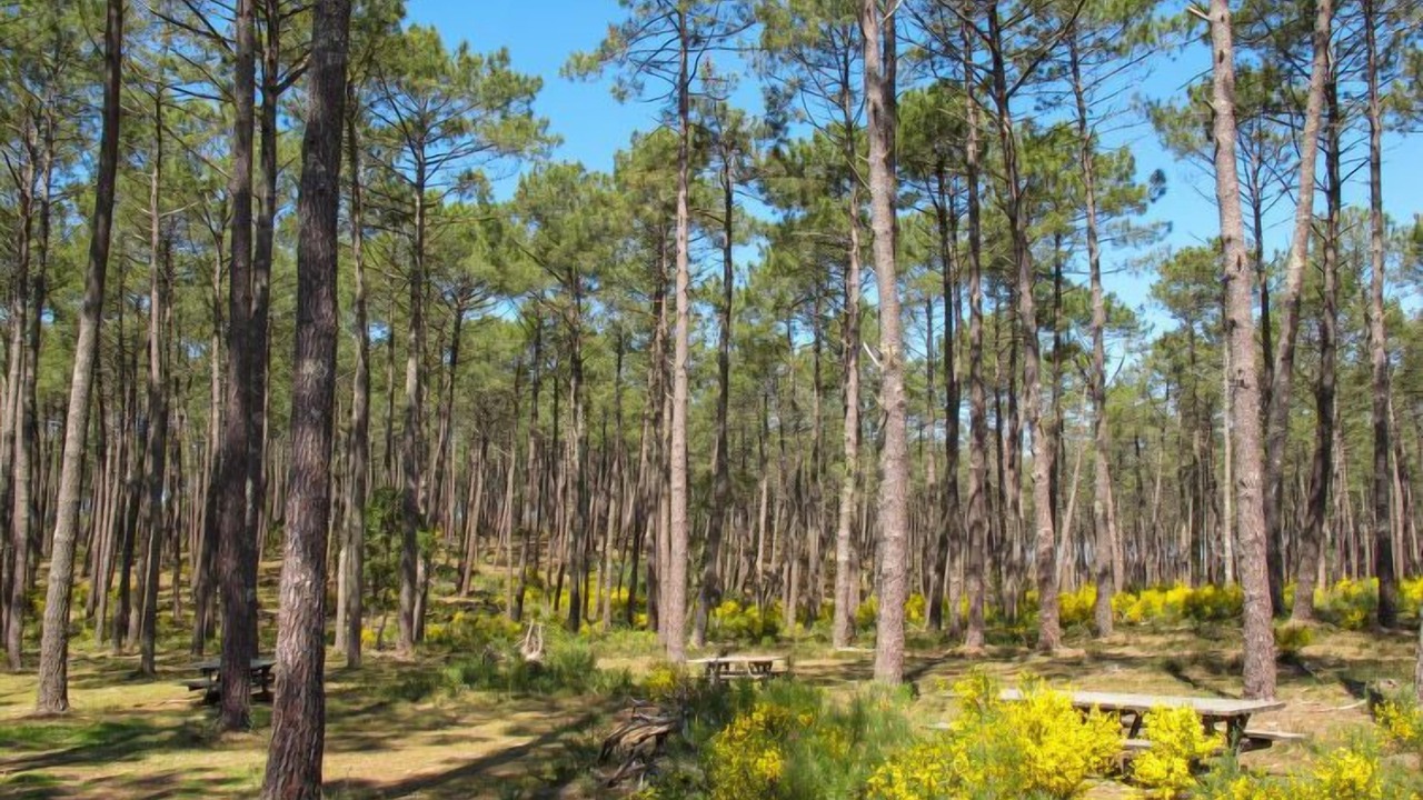 Photo of Outdoor in Lit-et-Mixe